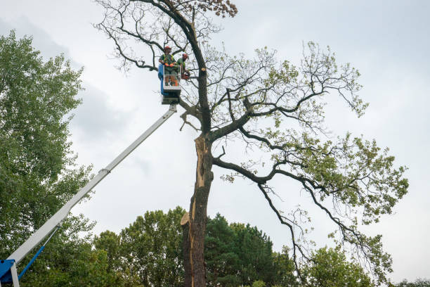 Best Tree Branch Trimming  in Sutter Creek, CA